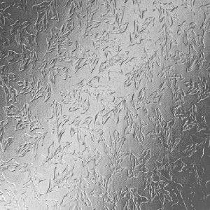 Image for choice number 15